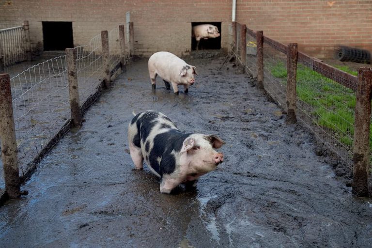 De Bonte Bentheimer 768x512