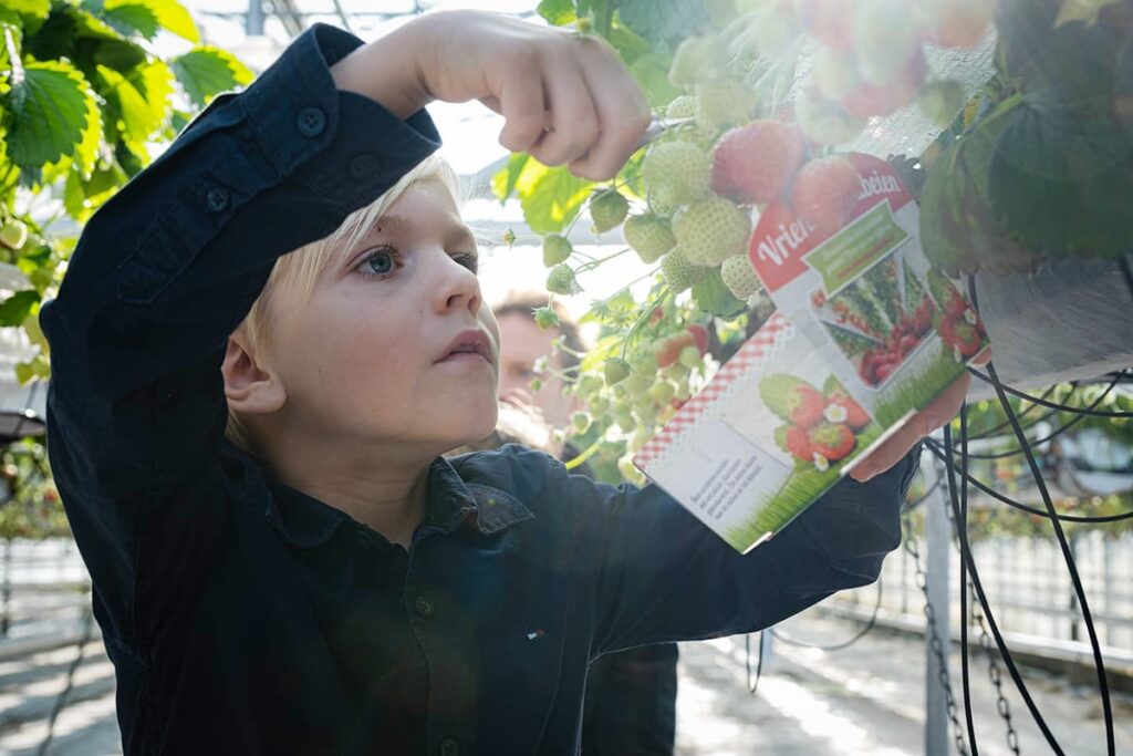 Aardbeien plukken bij Vriend