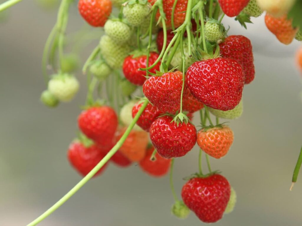 Aardbeien plukken in de kas bij Vriend Aardbeien