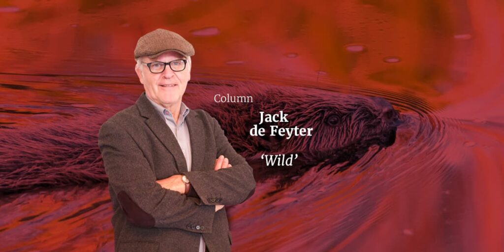 Header Wild Jack