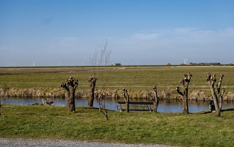 Friese weilanden achetr de koffiezaak van El Cafetin  768x482